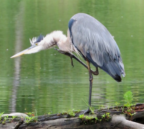 Something irritating.