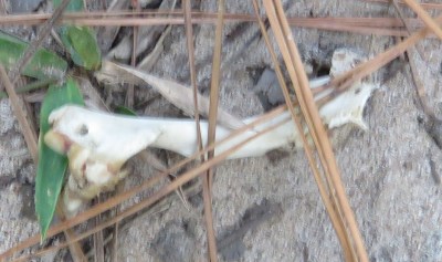 Another bone that was off by itself.