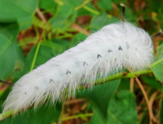 I believe it is a Spotted Apelotes.