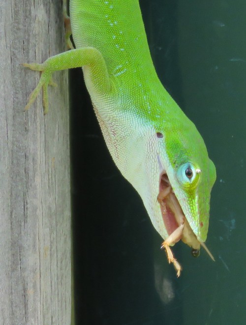 Something has stuck in my craw.