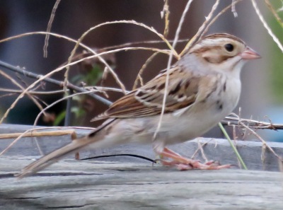 Mystery sparrow.