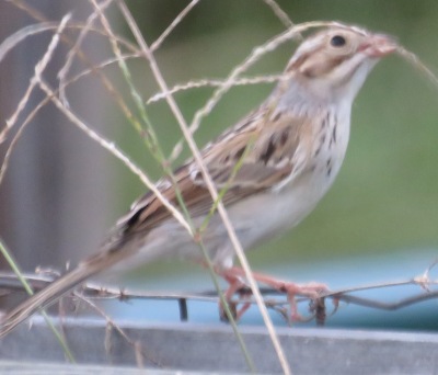 The pink bill would tell me "Field Sparrow" but there's no white eye ring. I'm sure you noticed that immediately too.