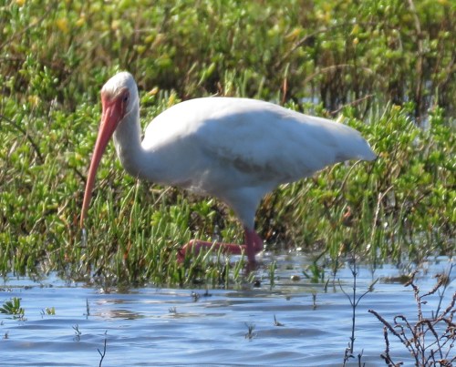 White Ibis.