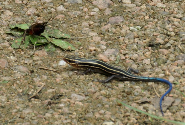 Five-lined skink and cricket.
