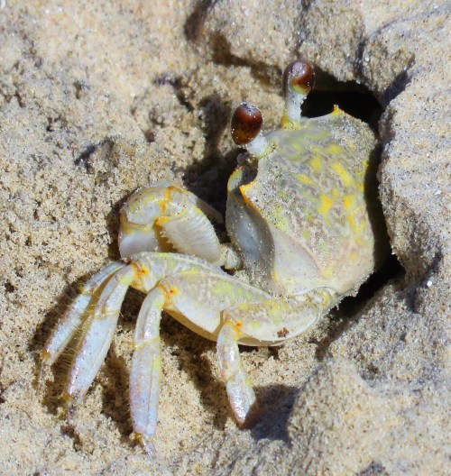 More than a little crabby...