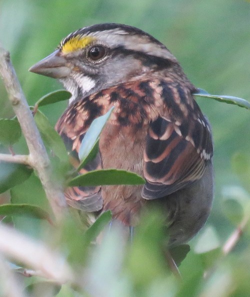 White-throated Sparrow.