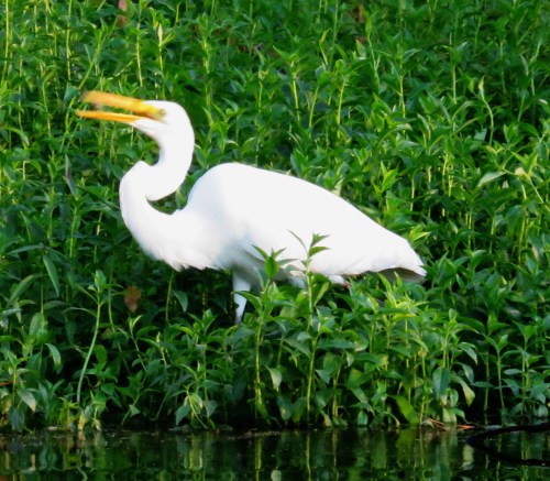 Like I heard something laughable.