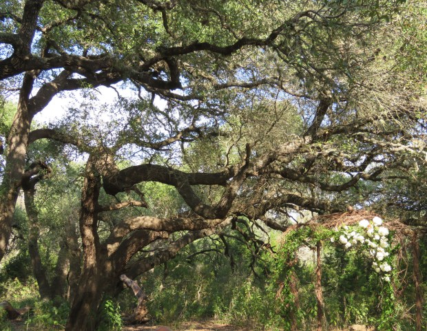 Oak with wedding arch.