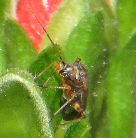 Tiny photo-bombing beetle. Or possibly a true bug.