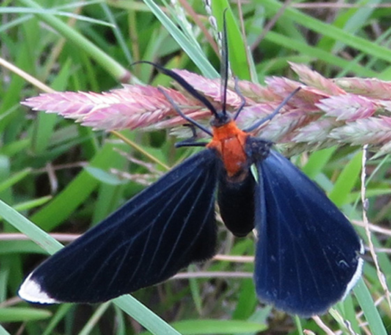 White-tipped Black, Melanchroia chephise.