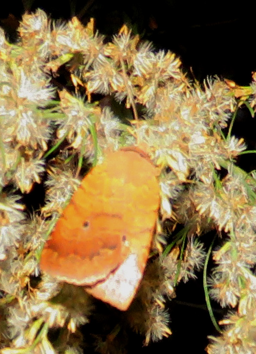 Unknown moth.