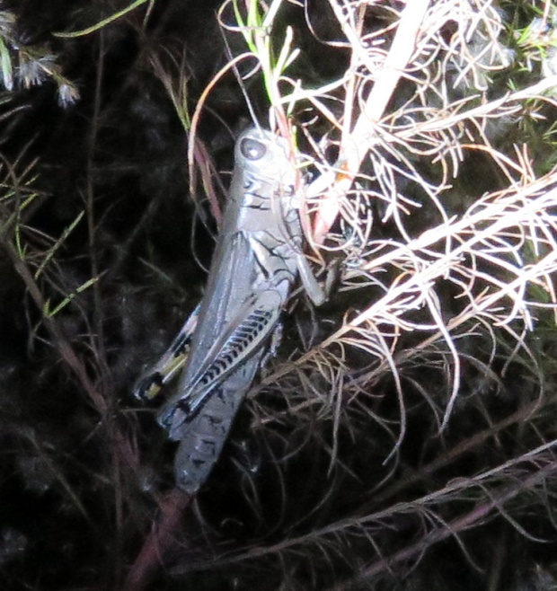 Differential Grasshopper, taken with flashlight.