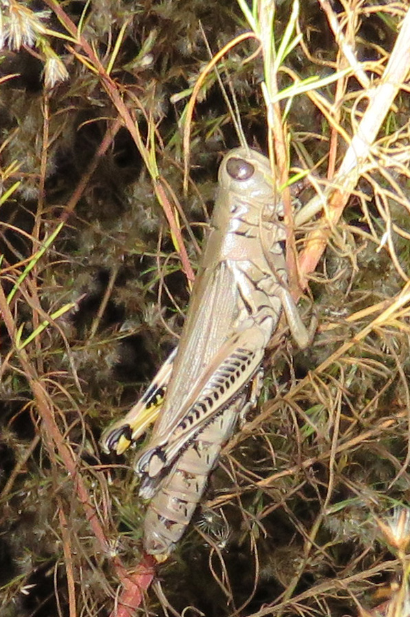 Differential Grasshopper.