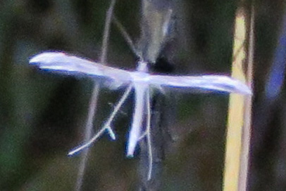 Plume moth, Pterophoridae.