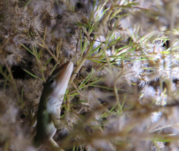 Anole in dog fennel.