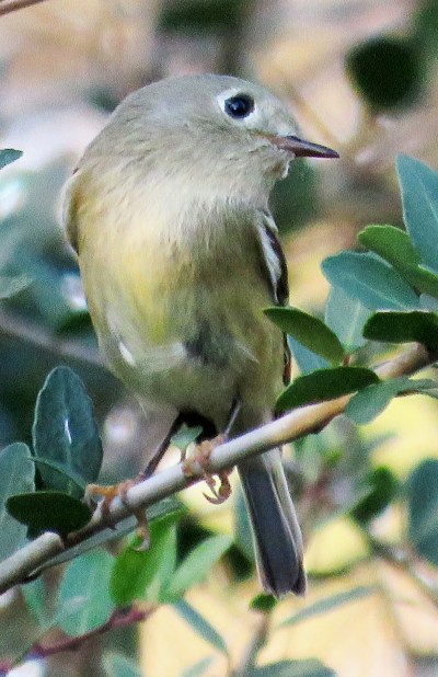Ruby-crowned Kinglet.