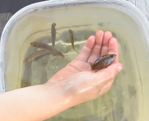 Holding a minnow.