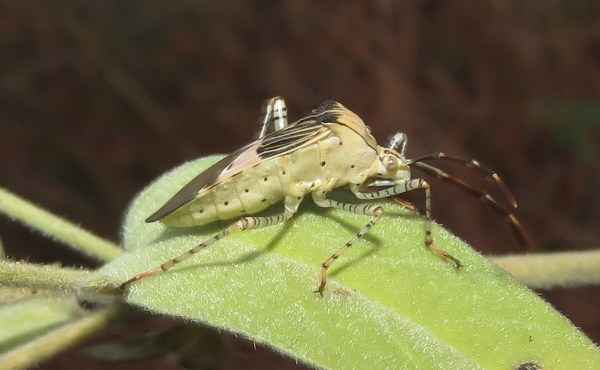 Side view showing why it is named "Spot-sided."