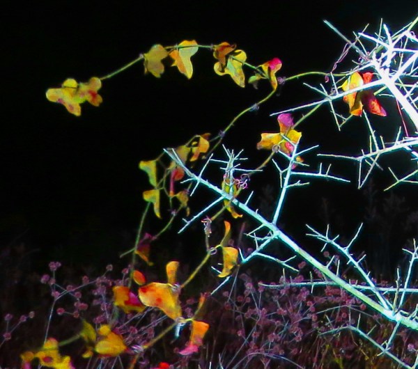 Greenbriar and branches.