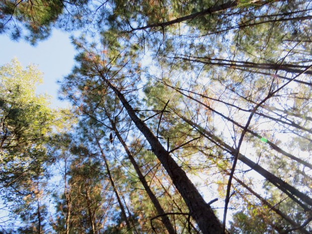 Woodcock in the woods.