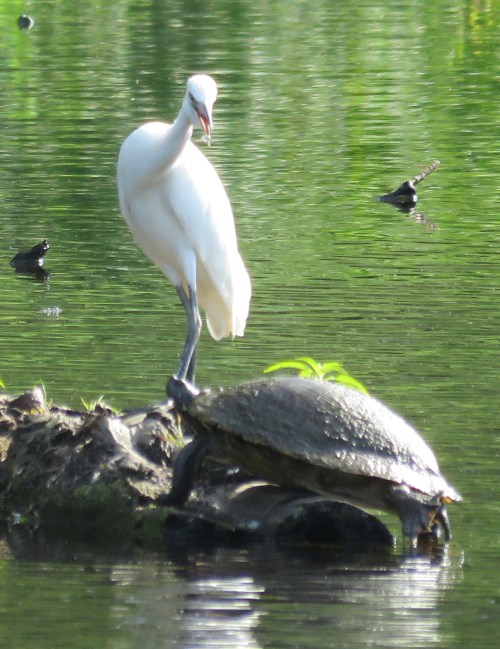 ...and proceeded to give the turtle a piece of its mind.