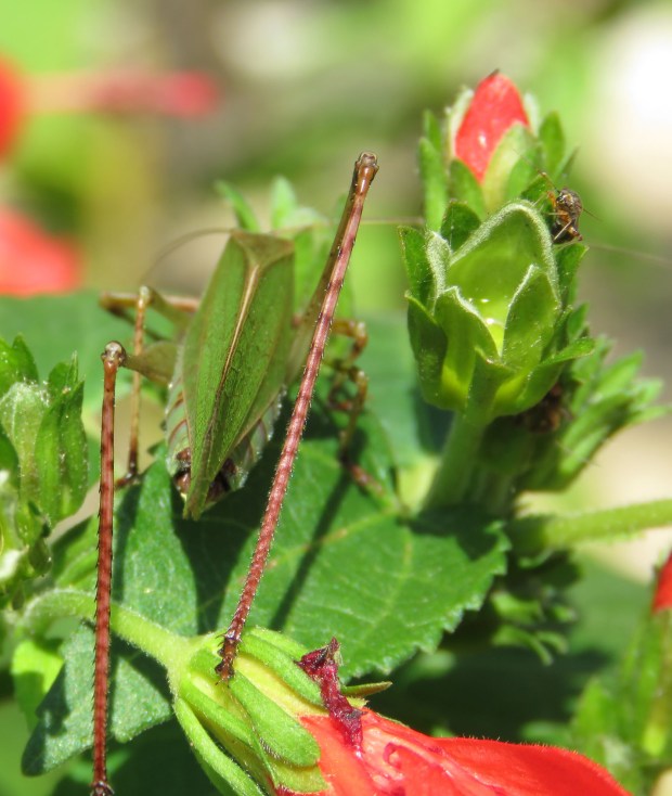 A katydid, back view. If you look at top right, you will see a tiny insect of some sort. I didn't notice them until I looked at the pictures.