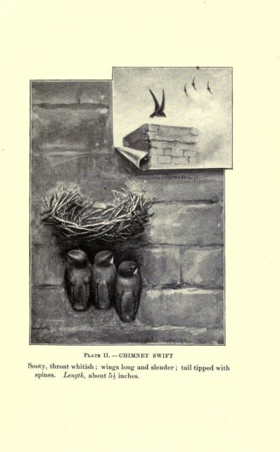 Chimney Swifts from Birds of Village and Field