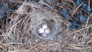 Close-up of nest.