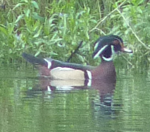Wood Duck drake.