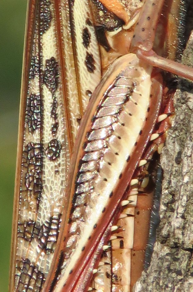 patterns on grasshopper