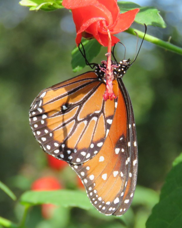 Queen butterfly on Turk's Cap.