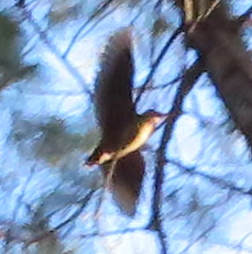 American Woodcock in flight.