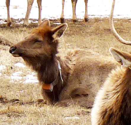 A collared elk.