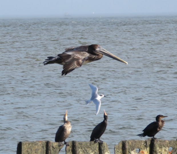 Pelican edging ahead...