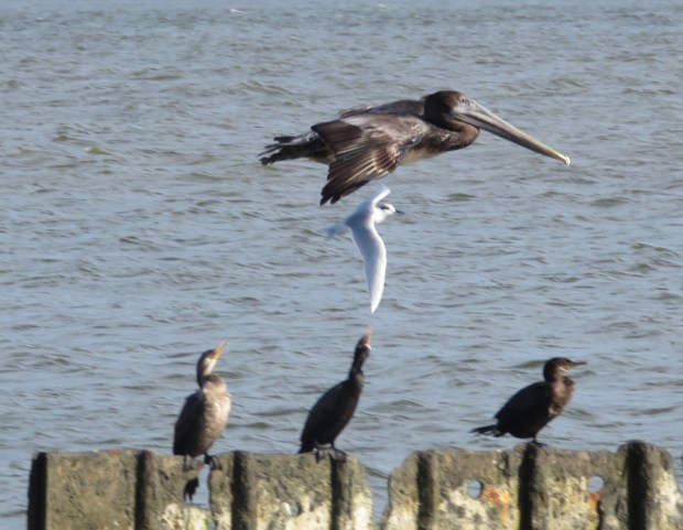 This picture is blurry but I like how you can see the cormorants' heads turning to catch the action.