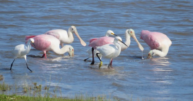 Snowy Egrets and Roseate Spoonbills.