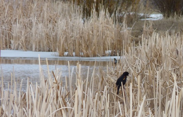 Red-winged Blackbird.