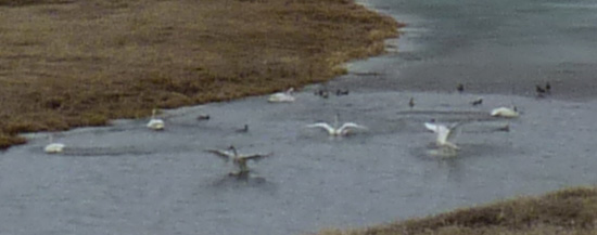 Count them! Exactly seven swans a-swimming, with a bunch of ducks.