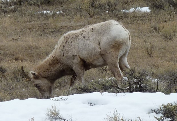 Rocky Mountain bighorn.