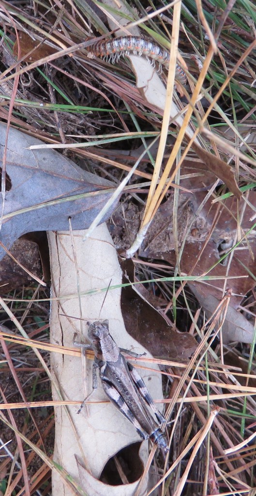 Insect and invertebrate.