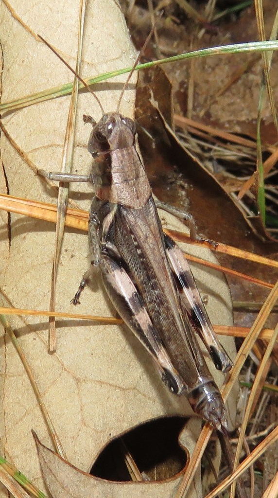 First insect of the year, a grasshopper.