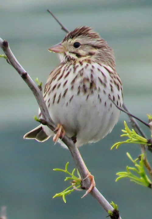 Savannah Sparrow, Goose Island State Park, TX.