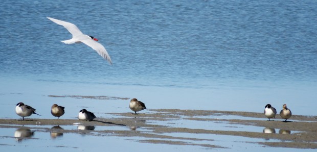 A tern and Northern Pintails.