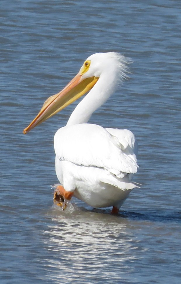 White Pelican.