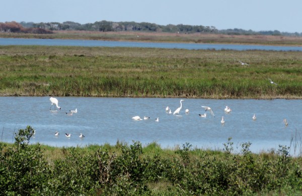 One Whooper, with a Great Egret, some White Ibis, Ring-billed Gulls, and American Avocets.