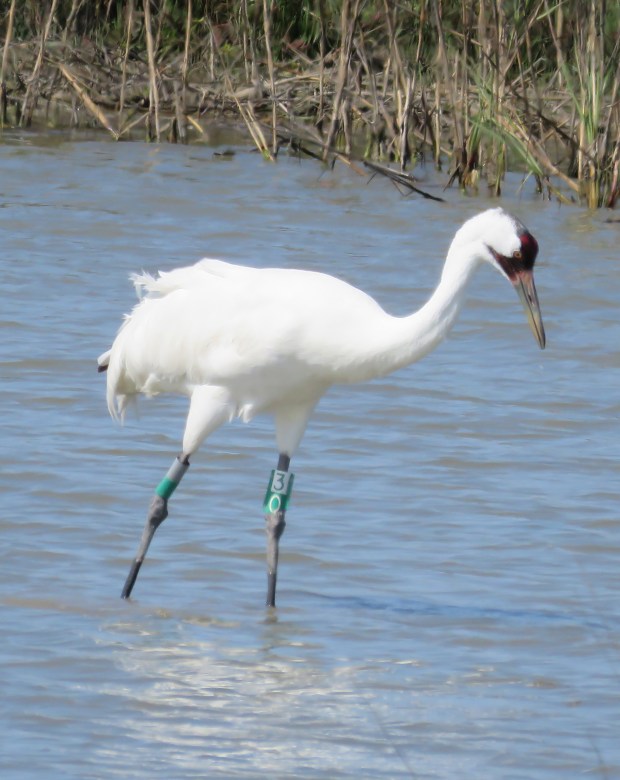 Whooping Crane.