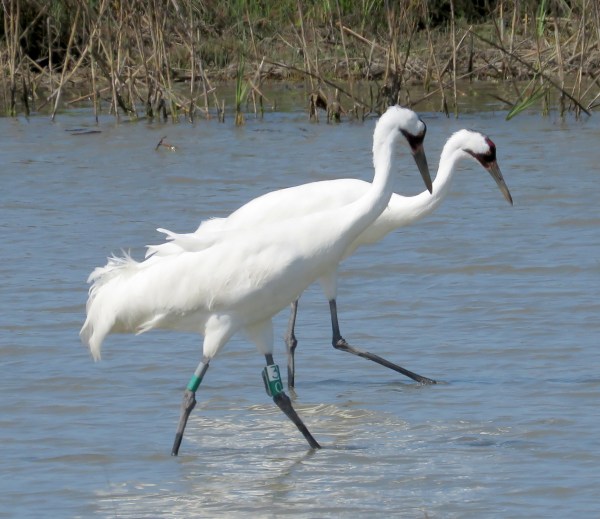 "We like long walks in marshy waters, with blue crabs for dinner..."