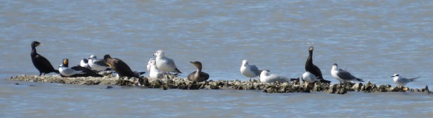 Cormorants, gulls, and terns.