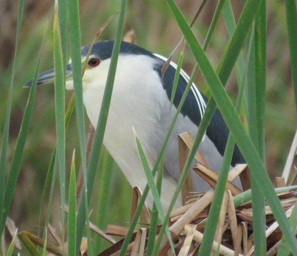 Black-crowned Night Heron.