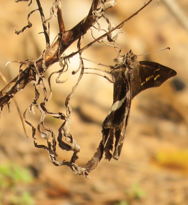 White-striped Longtail, Chioides catillus.